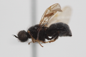  ( - cau02089)  @11 [ ] Unspecified (default): All Rights Reserved (2010) China Agricultural University, Insect Collection China Agricultural University, Insect Collection