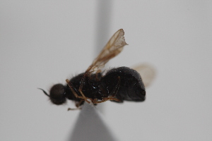  ( - cau02089)  @11 [ ] Unspecified (default): All Rights Reserved (2010) China Agricultural University, Insect Collection China Agricultural University, Insect Collection