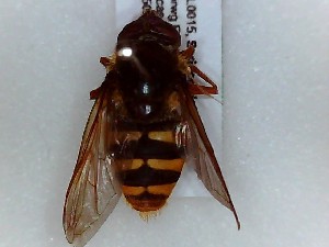  ( - SUAL0015)  @12 [ ] CreativeCommons - Attribution Non-Commercial Share-Alike (2014) Unspecified Swansea University