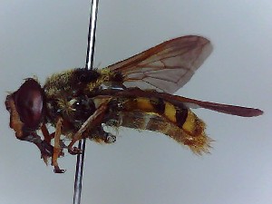  ( - SUAL0015)  @12 [ ] CreativeCommons - Attribution Non-Commercial Share-Alike (2014) Unspecified Swansea University