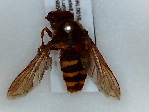  ( - SUAL0016)  @12 [ ] CreativeCommons - Attribution Non-Commercial Share-Alike (2014) Unspecified Swansea University