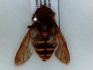  ( - SUAL0017)  @12 [ ] CreativeCommons - Attribution Non-Commercial Share-Alike (2014) Unspecified Swansea University