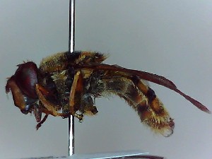  ( - SUAL0017)  @12 [ ] CreativeCommons - Attribution Non-Commercial Share-Alike (2014) Unspecified Swansea University