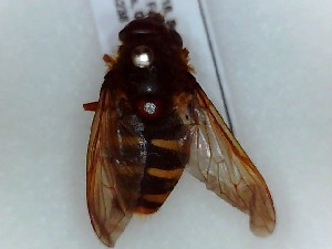  ( - SUAL0018)  @12 [ ] CreativeCommons - Attribution Non-Commercial Share-Alike (2014) Unspecified Swansea University