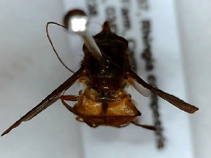  ( - SUAL0037)  @12 [ ] CreativeCommons - Attribution Non-Commercial Share-Alike (2015) Unspecified Swansea University