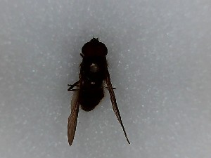  ( - SUAL0212)  @11 [ ] CreativeCommons - Attribution (2016) A Lucas Unspecified