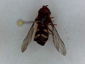  ( - SUAL0376)  @11 [ ] CreativeCommons  Attribution A. Lucas (2016) Unspecified Swansea University