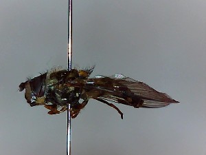  ( - SUAL0377)  @11 [ ] CreativeCommons  Attribution A. Lucas (2016) Unspecified Swansea University