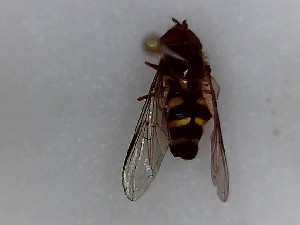  ( - SUAL0378)  @11 [ ] CreativeCommons  Attribution A. Lucas (2016) Unspecified Swansea University