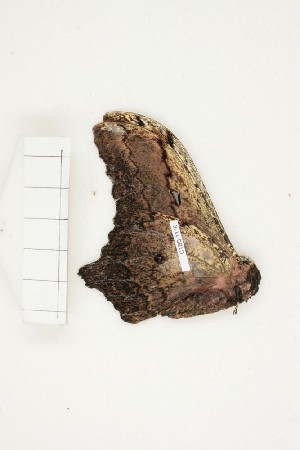  ( - CTBB-1116)  @12 [ ] Copyright (2013) Thierry Bouyer Research Collection of Thierry Bouyer