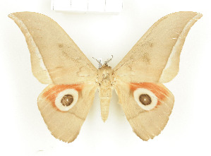  ( - CTBB-1389)  @13 [ ] Copyright (2014) Thierry Bouyer Research Collection of RBINS