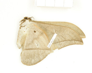  ( - CTBB-1419)  @13 [ ] Copyright (2014) Thierry Bouyer Research Collection of RBINS