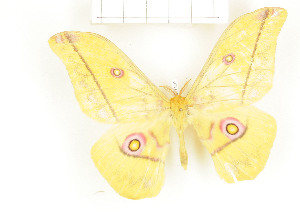  ( - CTBB-1460)  @14 [ ] Copyright (2014) Thierry Bouyer Research Collection of RBINS