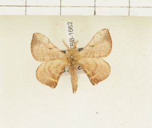  ( - CTBB-1662)  @13 [ ] Copyright (2014) Thierry Bouyer Research Collection of Thierry Bouyer