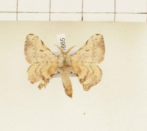  ( - CTBB-1665)  @13 [ ] Copyright (2014) Thierry Bouyer Research Collection of Thierry Bouyer