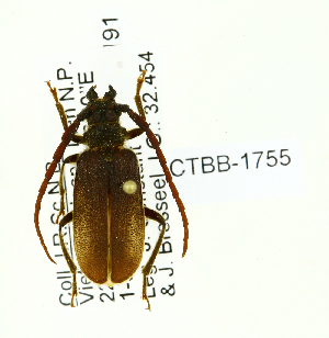  ( - CTBB-1755)  @11 [ ] Copyright (2015) Alain Drumont Research Collection of Alain Drumont