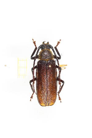  (Erioderus candezei - CTBB-2037)  @14 [ ] Copyright © (2017) Thierry Bouyer Research Collection of Thierry Bouyer