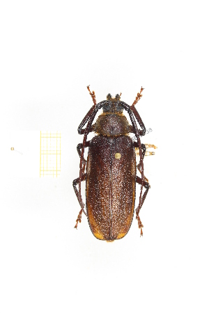  ( - CTBB-2038)  @14 [ ] Copyright © (2017) Thierry Bouyer Research Collection of Thierry Bouyer