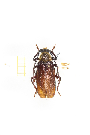  ( - CTBB-2040)  @11 [ ] Copyright © (2017) Thierry Bouyer Research Collection of Thierry Bouyer