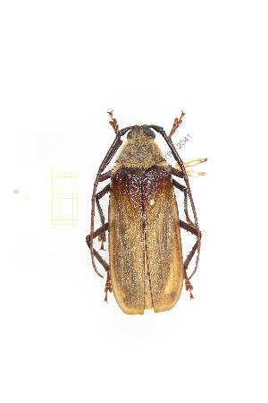  ( - CTBB-2041)  @11 [ ] Copyright © (2017) Thierry Bouyer Research Collection of Thierry Bouyer