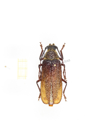 (Erioderus sp. 2 - CTBB-2043)  @13 [ ] Copyright © (2017) Thierry Bouyer Research Collection of Thierry Bouyer
