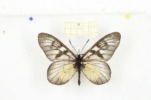  ( - CTBB-2141)  @11 [ ] Copyright © (2016) Thierry Bouyer Research Collection of Nicolas Schiltz