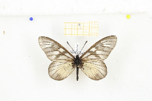  ( - CTBB-2142)  @11 [ ] Copyright © (2017) Thierry Bouyer Research Collection of Nicolas Schiltz