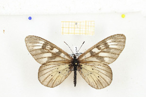  ( - CTBB-2143)  @11 [ ] Copyright © (2017) Thierry Bouyer Research Collection of Nicolas Schiltz