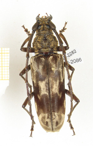  ( - CTBB-2282)  @11 [ ] Copyright © (2018) Th. Bouyer Research Collection of Thierry Bouyer