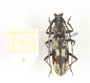  ( - CTBB-2283)  @11 [ ] Copyright © (2018) Th. Bouyer Research Collection of Thierry Bouyer