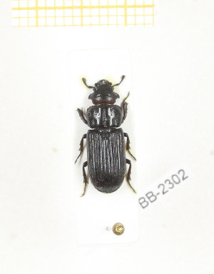  ( - CTBB-2302)  @11 [ ] Copyright © (2018) Th. Bouyer Research Collection of Thierry Bouyer