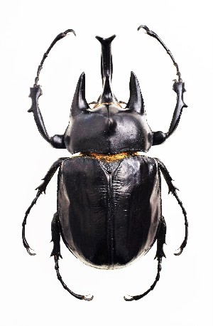  (Megasoma actaeon ssp3 - CTBB-2363)  @11 [ ] Copyright © (2018) Jaak Van Meenen Research Collection of Jaak Van Meenen