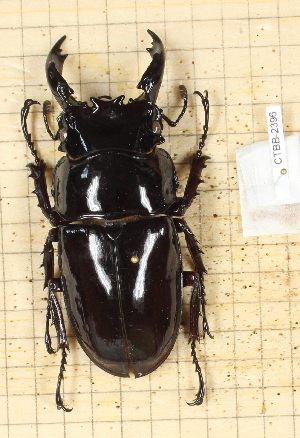  ( - CTBB-2396)  @11 [ ] Copyright © (2018) Th. Bouyer Research Collection of Thierry Bouyer