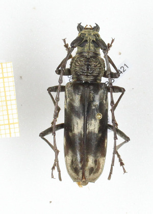  ( - CTBB-2421)  @11 [ ] Copyright © (2018) Th. Bouyer Research Collection of Thierry Bouyer