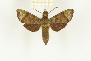  ( - CTBB-2443)  @13 [ ] Copyright © (2018) Thierry Bouyer Research Collection of Thierry Bouyer