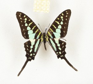  (Graphium biokoensis - CTBB-2682)  @11 [ ] Copyright © (2019) Thierry Bouyer Research Collection of Thierry Bouyer