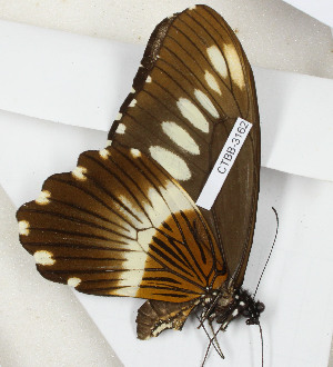  (Papilio mechowi - CTBB-3162)  @11 [ ] Copyright © (2005) Th. Bouyer Research Collection of Thierry Bouyer