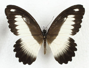  (Papilio andronicus - CTBB-3581)  @11 [ ] Copyright © (2023) Th. Bouyer Research Collection of Thierry Bouyer