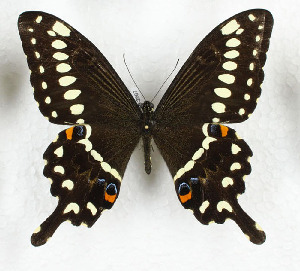  (Papilio lormieri - CTBB-3587)  @11 [ ] Copyright © (2023) Th. Bouyer Research Collection of Thierry Bouyer