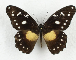  (Papilio jacksoni - CTBB-3646)  @11 [ ] Copyright © (2023) Th. Bouyer Research Collection of Thierry Bouyer