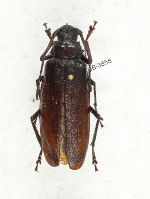  ( - CTBB-3858)  @11 [ ] Copyright © (2023) Thierry Bouyer Research Collection of Thierry Bouyer