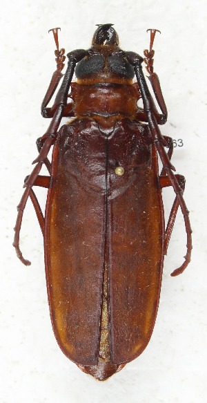  (Ommatomenus longipennis - CTBB-3863)  @11 [ ] Copyright © (2023) Thierry Bouyer Research Collection of Thierry Bouyer