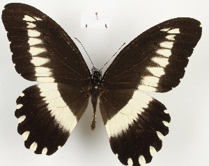  (Papilio filaprae - CTBB-3982)  @11 [ ] Copyright © (2023) Thierry Bouyer Research Collection of Thierry Bouyer