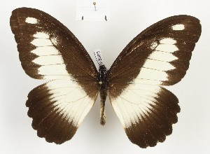  (Papilio nobicea - CTBB-3983)  @11 [ ] Copyright © (2023) Thierry Bouyer Research Collection of Thierry Bouyer