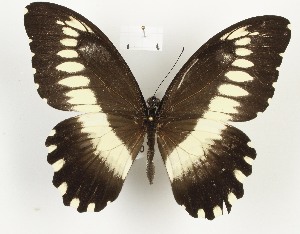  (Papilio cypraeofila - CTBB-3987)  @11 [ ] Copyright © (2023) Thierry Bouyer Research Collection of Thierry Bouyer