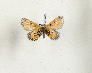  (Alaena interposita - CTBB-4438)  @11 [ ] Copyright © (2025) Thierry Bouyer Research Collection of Thierry Bouyer