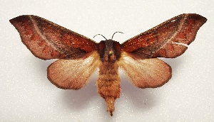  ( - CTBB-4493)  @11 [ ] Copyright © (2025) Thierry Bouyer research collection of A. Cipolla