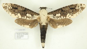  (Xyleutes biakensis - CTBB-4508)  @11 [ ] Copyright © (2025) Thierry Bouyer research collection of R. Hulsbosch