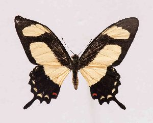  (Papilio garleppi lecerfi - RMNH.INS.981061)  @14 [ ] CreativeCommons - Attribution Non-Commercial Share-Alike  Hajo Gernaat Unspecified