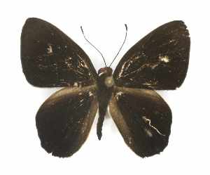  (Pelolasia eumenes - RMNH.INS.1633377)  @11 [ ] CreativeCommons - Attribution Share-Alike (2024) Hajo Gernaat Naturalis Biodiversity Center
